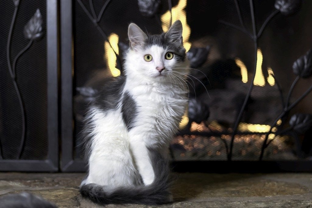 Un chat devant un écran de foyer, une mesure de protection pour les enfants et les animaux.