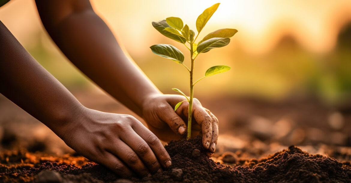 une personne plante un arbre